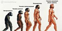 Почему дети так мало знают о происхождении человека Что такое эволюция для детей