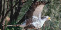 Птица секретар: описание и интересни факти Кратко описание на птица секретар