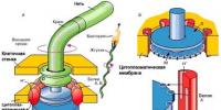 Прокариот жігуі Жігіттердің орналасуы Бактериялық жілікшелер тән